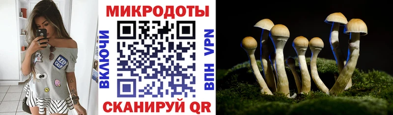 Псилоцибиновые грибы Psilocybe Переславль-Залесский